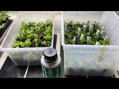 Видео: Черенкую хризантему Мультифлора. Что буду делать с укорененными черенками ампельной Вербены?