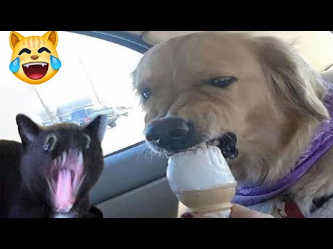 Видео: Новые смешные животные 😂 Самые смешные видео о кошках и собаках 😺🐶 #24