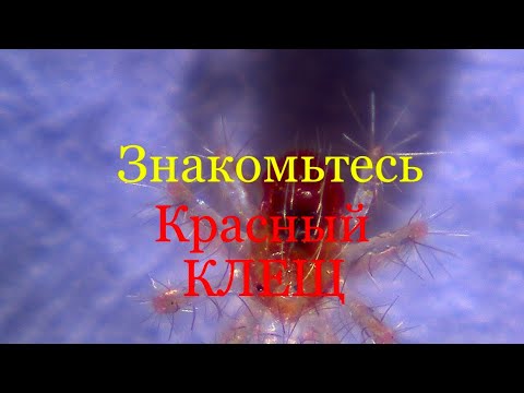 Видео: Красный Клещ 🫣 #борьба#препараты#инсектоакарицы