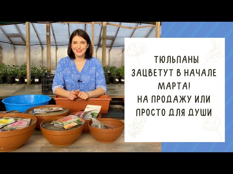 Видео: ВЫРАЩИВАЕМ ТЮЛЬПАНЫ К 8 МАРТА! НА ПРОДАЖУ ИЛИ ДЛЯ СЕБЯ!