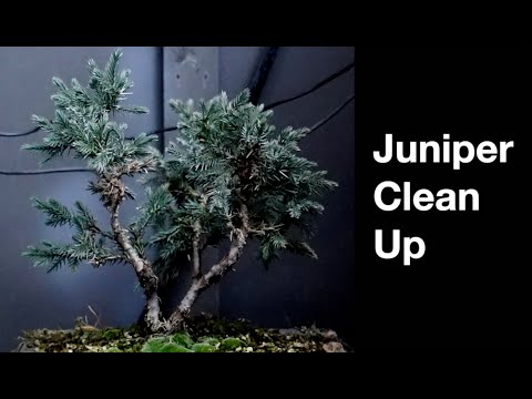 Видео: Работа с можжевельником: Бонсай Дэйва E470
