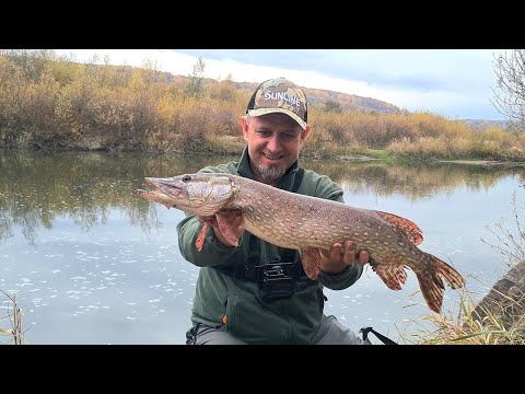 Видео: Виманив Хижака На Ультралайт