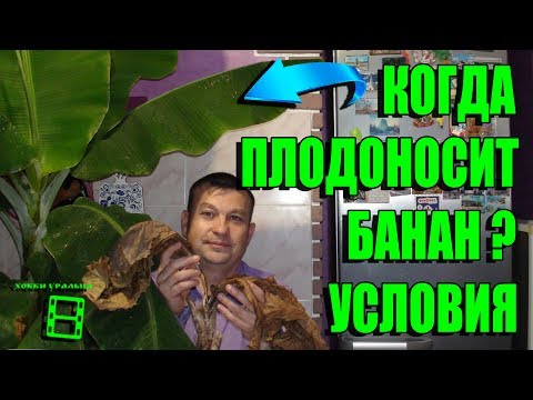 Видео: КОГДА ПЛОДОНОСИТ БАНАН? УСЛОВИЯ ВЫРАЩИВАНИЯ БАНАНА. СКОЛЬКО ЖИВЕТ КАРЛИКОВЫЙ БАНАН? ЭКЗОТИКА