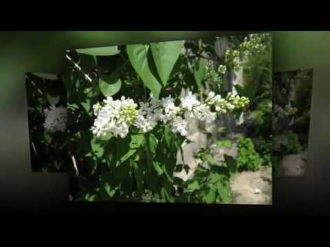 Видео: Одинокая ветка сирени...