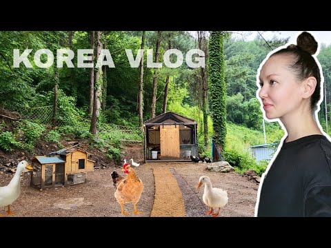 Видео: Моя жизнь в Корее, о которой я мечтала ^^ KOREA VLOG