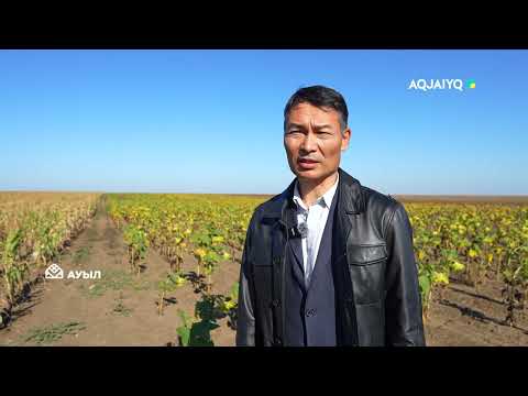 Видео: Ауыл еңбегін дәріптеген «Аграрлы Қазақстан» Шыңғырлауда түсірілді