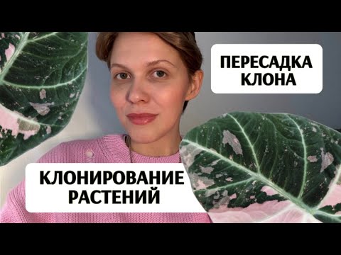 Видео: Как КЛОНИРУЮТ РАСТЕНИЯ | Пересадка КЛОНА АЛОКАЗИИ
