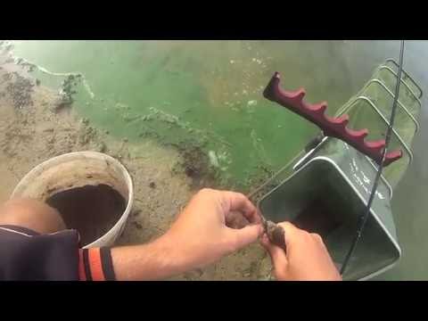 Видео: Темповая ловля густеры на пикер