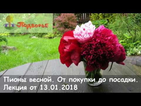 Видео: "Пионы весной. От покупки до посадки" – лекция С.Мовчан, СЦ Подворье 13.01.2018