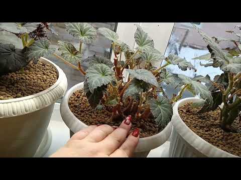 Видео: 🌸Бегонии🌸Нужна ли обрезка маточника в зимний период?🤔