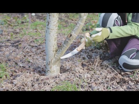 Видео: Обрезка японского клена с мастерами-садоводами Университета штата Огайо