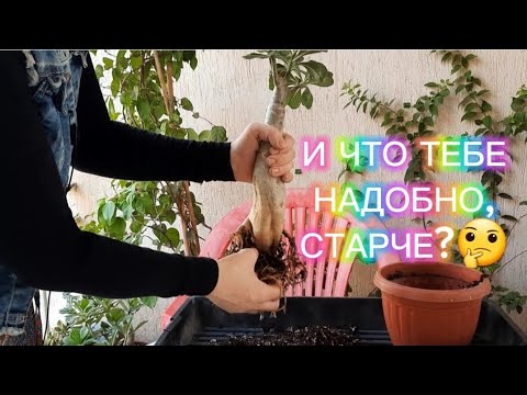 Видео: Начал СДУВАТЬСЯ КАУДЕКС адениума. ЧАСТЬ 1.  Ищу причину🤔. Не нашла...А у вас есть версии?