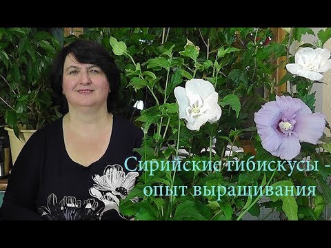 Видео: Сирийские Гибискусы дома и в саду - видео Ольги Пряниковой