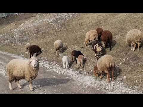 Видео: Озеро Любви. Нальчик.январь 2025год