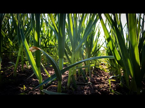 Видео: Стебло в ДВА Пальці-Як реагує Часник на Азотні добрива ?І не ТІЛЬКИ