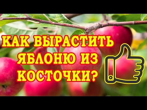 Видео: КАК ВЫРАСТИТЬ ЯБЛОНЮ ИЗ КОСТОЧКИ? СТРАТИФИКАЦИЯ СЕМЯН