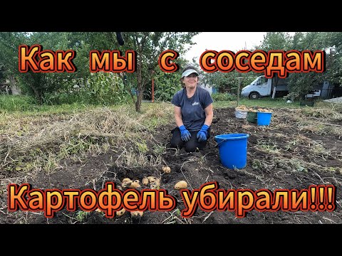 Видео: Картофель после капельного полива: урожай, мотоблок и трактор соседа»