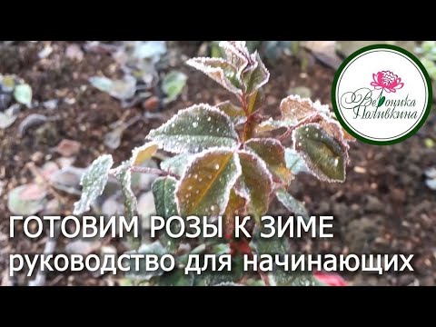 Видео: ГОТОВИМ РОЗУ К ЗИМЕ