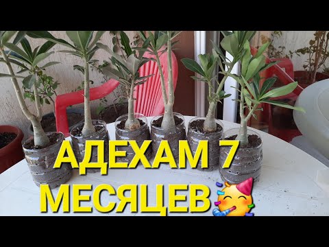 Видео: АДЕНИУМЫ. СЕЯНЦАМ 7 МЕСЯЦЕВ. ОЧЕРЕДНАЯ БОЛТАЛКА-ПЕРЕВАЛКА😀.