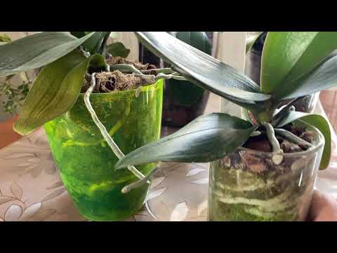Видео: ЗАКРЫТАЯ система / Содержание, уход, полив / ОРХОМАНИЯ  Ssirop4ik’s