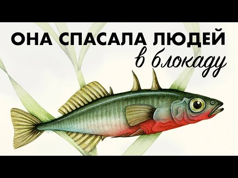 Видео: Трёхиглая колюшка и ее роль в жизни блокадников