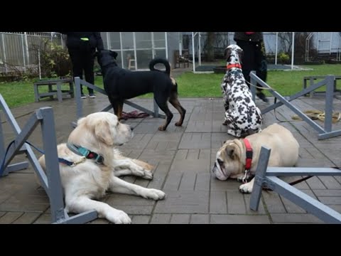 Видео: Догтренинг 468. Квадро состав: эмоциональные, редкие, активные.