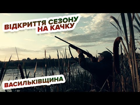 Видео: Полювання на качку - відкриття на Васильківщині/ Охота на утку