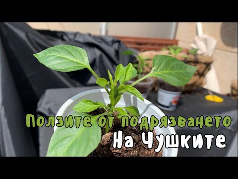 Видео: Ползите от подрязването на чушките