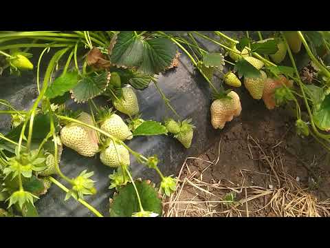 Видео: Клубника в балаганах, открытый грунт,рассада