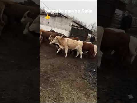 Видео: Бычки 50 голов ,цена с доставкой 68 тысяч рублей,+79377502120 Любовь