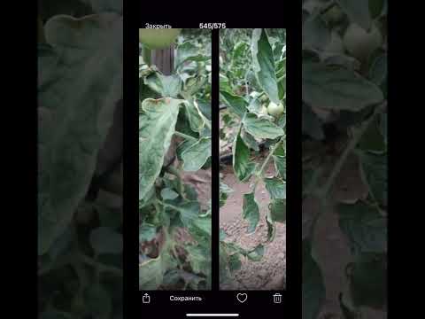 Видео: Не дал калий - осыпаются кисти томата