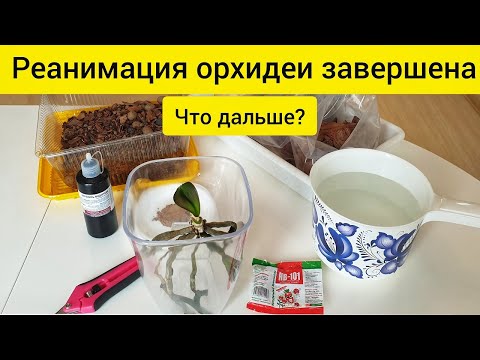 Видео: Реанимация орхидеи над водой завершена || Что дальше?