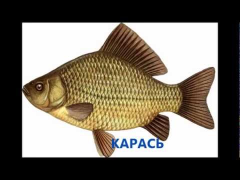 Видео: РЫБЫ ОНЕЖСКОГО ОЗЕРА