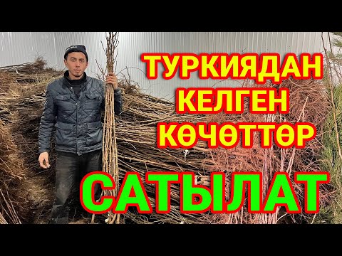 Видео: ТУРКИЯДАН келген 10,000 түп көчөттөр САТЫЛАТ ~ Жерин БАК кылам дегендер ШАШЫЛЫҢЫЗДАР
