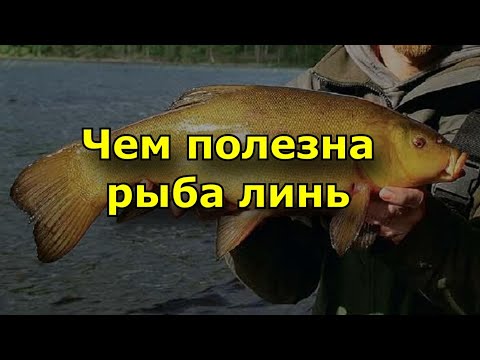 Видео: Чем полезна рыба линь?