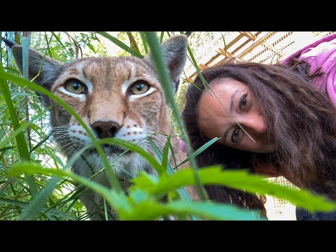 Видео: СПАСЕННАЯ РЫСЬ ОСМЕЛЕЛА / Подробности стройки вольеров