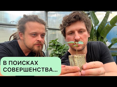 Видео: ПЕРЕСАДКА МИНИАТЮРНОГО ФИКУСА ПАЛМЕРА В ATTRACTIVE POT MODEL 42. ВАНЯ ЖУКОВ, ГЕОРГИЙ АРИСТОВ
