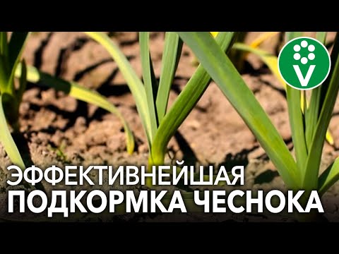 Видео: ПРОВЕДИТЕ ПОДКОРМКУ ЧЕСНОКА ЭТИМИ 2 ИНГРЕДИЕНТАМИ! Вы удивитесь результатом сверхурожая!