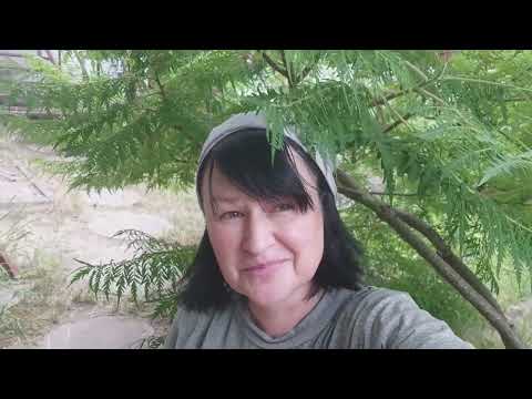 Видео: Білий налив не збираю одразу весь. Простий секрет врожаю кабачків.