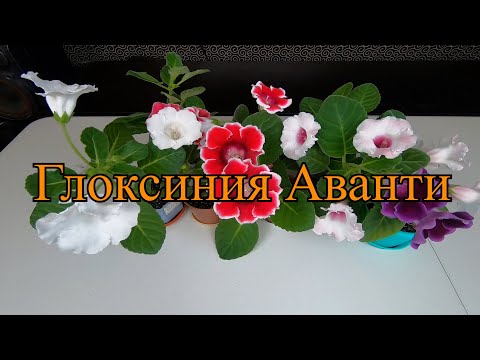 Видео: Глоксиния Аванти. От посева - до цветения. Пикировки.