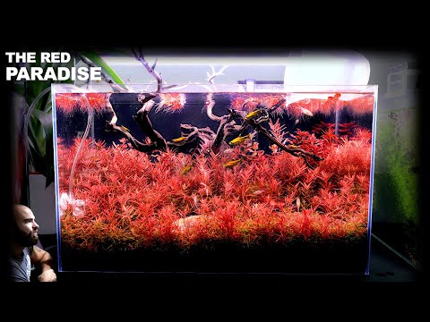Видео: Красный рай: аквариум с полностью красным ковром (руководство по акваскейпу)