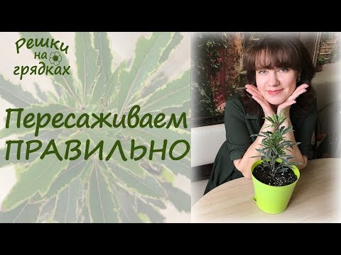 Видео: ШЕФЛЕРА Пересадка Грунт Полив Уход | Если вы купили шефлеру в магазине