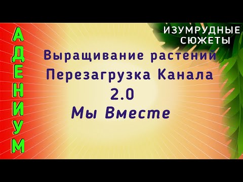 Видео: Адениум Выращивание Растений. Перезагрузка Канала 2.0.