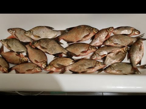 Видео: СЕКРЕТНАЯ НАЖИВКА НА ЛЕЩА. НЕОБЫЧНЫЙ МОНТАЖ. КОНКУРЕНТЫ ОТДЫХАЮТ. РЫБАЛКА НА ВОЛГЕ В ПОДМОСКОВЬЕ.