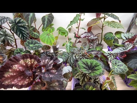 Видео: Небольшой обзорчик ребятни✌