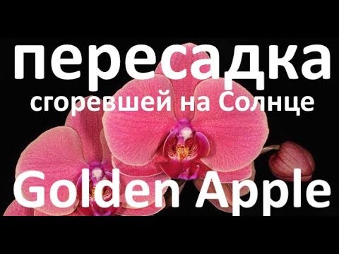 Видео: пересадка орхидеи в простой грунт // солнечный ожег на листьях орхидей