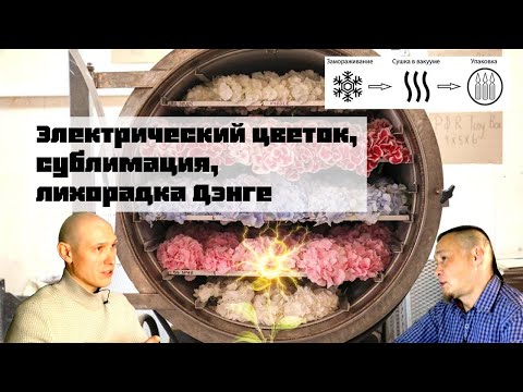 Видео: Цветок со вкусом «лизнул батарейку»(спилантес), сублимация и лихорадка #цветы #gorshkoff #сублимация