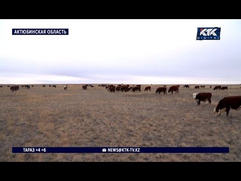Видео: «Как будто растворились»: скотокрады увели 200 голов у фермеров Актюбинской области