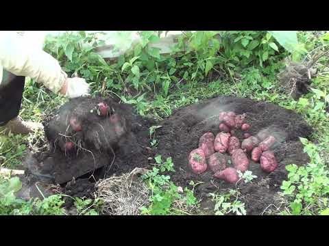 Видео: 6ч  урожай кртофеля уника