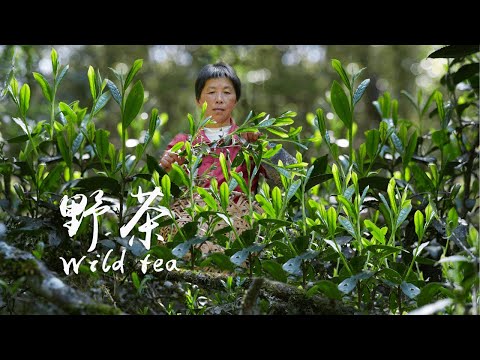 Видео: Соберите чайные листья и обжарьте их, чтобы приготовить пузырьковый молочный чай со сладким